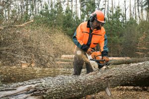 Forestry worker with chainsaw is sawing a log.