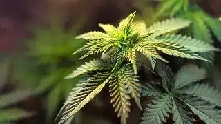 Cannabis & the Workplace: Disclosure and Accommodation