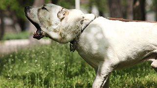 Dog Bite Safety Course