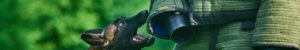 Dog Bite Safety Training
