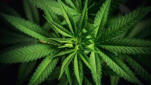 Cannabis Awareness (OSHA) Course