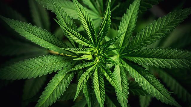 Cannabis Awareness (OSHA)