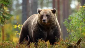 Bear Awareness (OSHA)