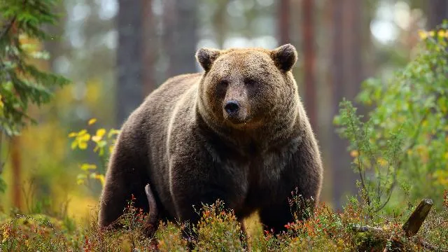 Aerial Lift Safety - MEWPs (OSHA)